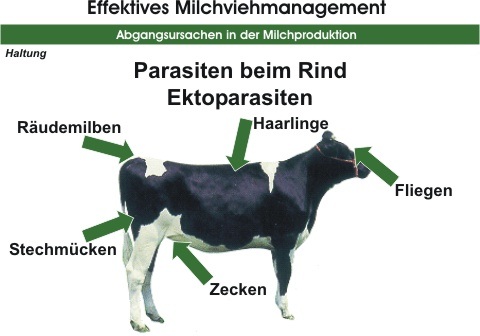 ektoparasitenversion1