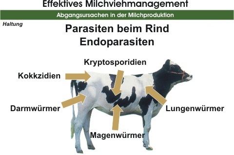 endoparasitenversion1